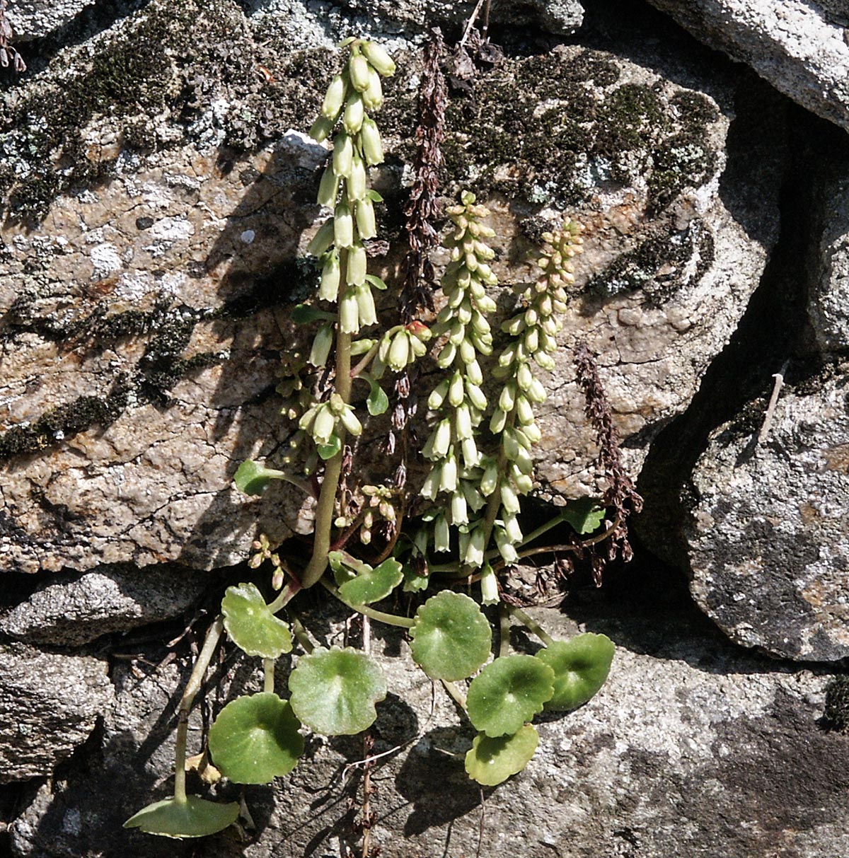 Habitus